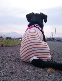20160624094313511.jpg