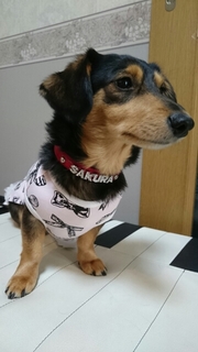 20170620131231786.jpg